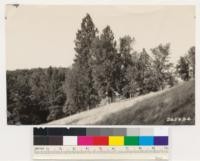 Same as No. 265664. Ponderosa pine in open woodland of Douglas and Valley oak. Occasional interior live oak and black oak. Site Index 60