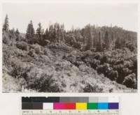 Looking NE at boundary between virgin Douglas fir, yellow pine type and chaparral in foreground. As the sky line indicates the old trees are quite scattering in the timber