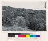 2 miles NW of Indian Springs. Semidense shrub type of young interior live oak and Photinia arbutifolia. Assoc. sp.: Rhamnus californica tomentella. Nevada Co