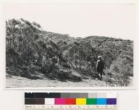 Near head of Smith Canyon. Stand of Adenostoma sparsifolium. Tom Hendrix in foreground