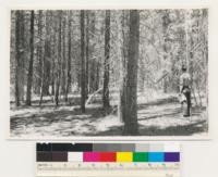 Adjoining Agate Bay (Lake Tahoe). Interior of 21 Lodgepole pine stand. Assoc. spp.; Pinus ponderosa jeffreyi. Placer County