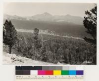 Looking over Moraine Flat towards Mt. Dana. Dense Lodgepole pine stand with an occasional individual Mountain hemlock and White pine. Meadow is along Delaney Creek