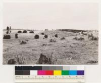 Mather Bros. Ranch. Shows timber sites cleared of interior live oak by cutting for cordwood followed by goat grazing. Note oak stumps and remnant pines. El Dorado Co