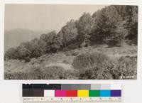 Mouth of Waddell Creek, Santa Cruz County. Native Monterey pine