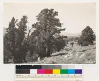 Blue Lake Road between Faith and Charity valleys. Shows tree shrub formation of Juniperus occidentalis and Artemisia tridentata on west slope