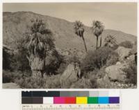 Looking north across West Fork Canyon. Desert type with fan palm and Fremont cottonwood in foreground. Shrubs: Adenostoma sparsifolium, Quercus dumosa, var. Prunus fasciculatum