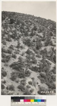 West slope of Pleasant View Ridge. Note open pinon type. Los Angeles County