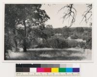 Valley Springs-Stockton Highway. Woodland-chaparral-grass type. Quercus douglasii and Adenostoma fasciculatum. Calaveras County
