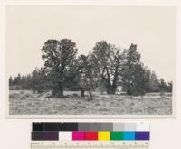 1 mile northwest of Black Ridge Lookout. Sierra juniper, illustrating " other conifers" classified in aerial photos. Assoc spp.: Artemisia tridentata, Bromus tectorum