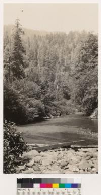 Dougalas fir type on Camp Creek, east slope. Hardwood associates: Lithocarpus densiflora, Arbutus menziesii, Castanopsis chrysophylla