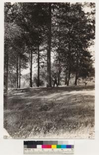 Site index #4, near old iron smelter (Hotaling). Ponderosa pine 67 years old