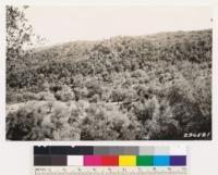 Looking east. Shows coast live oak with valley oak on deeper soils and blue oak on shallow soils, serpentine nad other rock outcrops. Conglomerate formation at photographic point supporting chamise