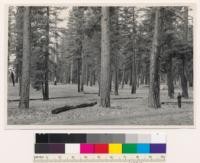 1/4 mile southwest of Butte Lake. Old growth(3) stand of Ponderosa pine- Jeffrey pine