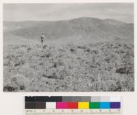 Reno Quadrangle, Nevada. Looking north northeast across typical Atriplex confertifolia formation. Considerable Bromus tectorum in type due to a comparatively wet weather season. Slopes are scab land practically barren due to lava rock outcrop and talus slope