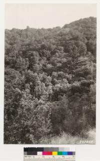 Looking south from point on John Brown road. Shows woodland on north slope: madrone, California laurel, canyon and interior live oak