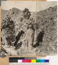 Panorama in West Fork Canyon. Desert type and palms (Washingtonia filifera)