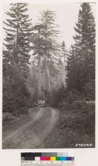 Sugar pine , Redwood, Douglas fir type. Large redwood in center is 107" D.B.H. and 150' high. Mature height of sugar pine is 143 feet. Understory of Lithocarpus densiflora, Castanopsis chrysophylla, Arbutus menziesii, Ceanothus velutinus,Rhododendron californicum, Vaccinium ovatum, Gaultheria shallon and Arctostaphylos nevadensis