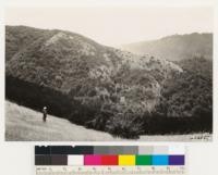 Looking southeast. Shows abandoned farm (orchard and vineyard). Note restocking with Baccharis pilularis, Eriodictyon californicum, Rhus diversiloba