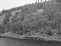 Across Klamath River about 6 miles east of Horse Creek P.O. Garry oak type of large oak (12" + over) making over 75% of the stand. Rocky soil, openings heavily grazed leaving the soil almost barren. Note occasional Ponderosa pine tree in background ridge. Occasional madrones in the stand