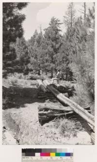 Sierraville Quadrangle, Tahoe National Forest, Calif. Log chute used some thirty years ago near Dog Valley. Second growth. Second growth Jeffrey pine surrounding