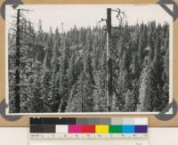 Conifer-hardwood type; old-young growth mixed. Pseudotsuga taxifolia, Pinus ponderosa, Lithocarpus densiflora, Quercus kelloggii. Assoc. spp.: Abies concolor, Libocedrus decurrens. (Air photo 119-19)