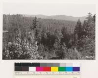 From open hill just north of Brownsville. Looking north and east showing second growth stand of ponderosa pine. Fir type in foreground: black oak, madrone, tanoak, Ceanothus integerrimus, Chamaebatia foliolosa, Arctostaphylos viscida. Yuba Co