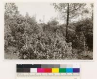 Southwest of Grass Valley. Chaparral in serpentine area. Trees: Pinus sabiniana and Quercus douglasii. Shrubs: Arctostaphylos viscida with occasional Ceanothus cuneatus, Quercus wislizenii, Rhamnus californica tomentella. Nevada Co