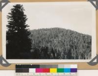 Ford Hill, semi-dense trees, of Pinus ponderosa. Associated species: Pinus lambertiana, Libocedrus decurrens. Glenn County
