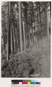 Klamath N. F. Douglas fir type on north slope. Understory of tanbark oak, madrone, Chinquapin and Cornus nuttalli. Ground cover of Vancouveria hexandra, Achyls triphylla, Rubus parviflorus