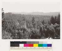 From open hill just north of Brownsville. Looking north and east showing second growth stand of ponderosa pine. Fir type in foreground: black oak, madrone, tanoak, Ceanothus integerrimus, Chamaebatia foliolosa, Arctostaphylos viscida. Yuba Co