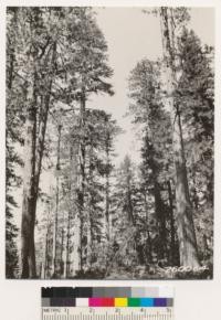 Mixed stand of yellow pine, sugar pine and Douglas fir along ridge between Cedar Camp and Dyer Ranch. Same as No. 260061