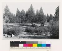 Quarter mile N. of Sugarloaf Mt. Open young growth (21) stand of ponderosa pine. Nevada Co