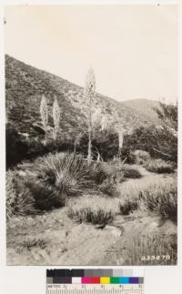 Lone Pine Canyon. Foreground Yucca whipplei in bloom. Background Desert chaparral type. Note abundance of Yucca in type