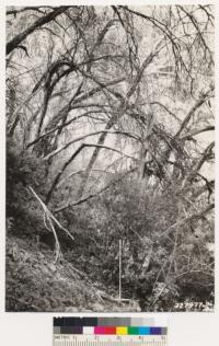 Bates Canyon. Interior of canyon oak woodland which was burned in 1923. Elderberry and blackberry in type. Note sprout regeneration and development as indicated by 3' rule