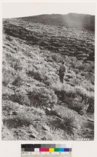 Carson Quadrangle, Nevada. Closeup of Ceanothus velutinus in north swale of Artemisia tridentata type shown in photograph No. 378335, 1.5 miles north of McClellan Peak. Such patches suggest timber sites