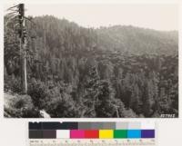 Saddle north of Big Pine. Timber stand of sugar pine, white fir on the north slopes of Big Pine Mountain. Some Jeffrey pine and incense cedar higher up. Canyon oak woodland cover some slopes, sugar pine snags. Note Arctostaphylos parryana, Arctostaphylos glandulosa in Coulter pine type on ridge