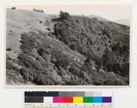 Direction SW. Vegetative types: Redwood, Woodland chaparral, Grassland. Species R, L', Qd. Qa, Cri, Ct, Af, Gr. Location on State park Boundary, south of first house, Se of road to CCC camp. Clubhouse in right foreground. D clump in center at edge of grass and chaparral