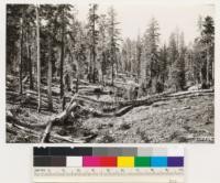 Head of Alder Creek. Red Fir stands selectively logged (approx. 192) on north slope. National Forest land. Note presence of western white pine, Lodgepole pine and Mountain hemlock