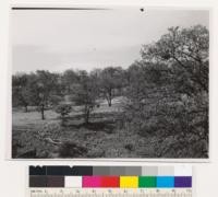 Beside Highway 99 about 2.5 miles NW of Hornbrook. Garry oak type of woodland-grassland classification on east facing slope. Soil shallow and medium rocky supporting a thin grass cover with the oaks. Over 50 % of oaks are over 12 " DBH. Assoc. sp.: along stream banks, Ceanothus cuneatus