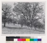 Beside Highway 99 about 2.5 miles NW of Hornbrook. Garry oak type of woodland-grassland classification on east facing slope. Soil shallow and medium rocky supporting a thin grass cover with the oaks. Over 50 % of oaks are over 12 " DBH. Assoc. sp.: along stream banks, Ceanothus cuneatus