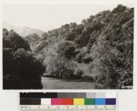 Looking north showing woodland grass type of Quercus agrifolia. Note sycamore in creek bed