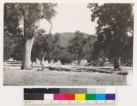 Foreground valley oak type, background north slope with mixed chaparral