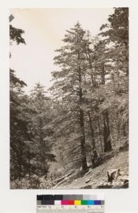 Cedar Mt., Alameda County. Shows stand of Dutton cypress