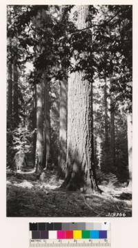 Mountain hemlock-Douglas fir-White fir type (interior view) on NE side of South Fork Mt., 2 miles N of Forest Glen- Mad River road. Site index 175. Douglas fir in foreground 165 ft. in height, 72 inches D. B. H. Associated species: Castanopsis chrysophylla, Pteris aquilina lanuginosa, Berberis nervosa