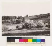 Near Peardale, shows meadow, abandoned pear orchards, california black oak woodland and Ponderosa pine stands. Foreground shrubs: Ceanothus integerrimus. Nevada Co