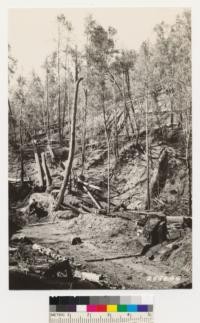 Logging operation Santa Cruz Lumber Company. Timber felled, area burned preparatory for bucking into logs and yarding to railroad. Note standing dead Tanbark oaks and Douglas fir. The former will regenerate by sprouting. This burning results in radial change of type from Redwood Douglas fir to a brushfield of Ceanothus thyrsiflorus first, eventually changing to a hardwood (Tanbark oak)-Redwood type