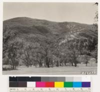 View of north slopes of Cottonwood Creek, chaparral of Quercus garryana semota. Open woodland of Valley and Black oaks. (similar to # 255376)