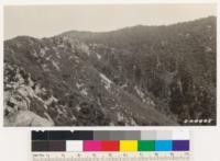 Looking southeast from Eagle Crag. Timber Coulter Pine. Seemingly barren spot at upper left near top of ridge is sizable area of pure black oak not leaved out