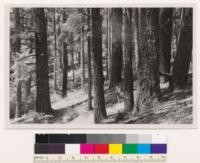 Head of Low Gap Creek on Old Willow Creek road. Interior of old- growth Douglas fir stand. Assoc. species: Lithocarpus densiflora, Acer macrophyllum, Vine maple, Cornus nuttallii, rose, swordfern. Occasional Yew along creek. Humboldt County