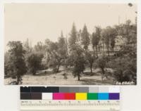 Looking south. Woodland type of Douglas oak, Black oak, Valley oak, Interior live oak with remnant Ponderosa pine . Brush species: Ceanothus cuneatus and Arctostaphylos viscida. Site Index 60